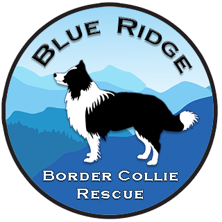 Blue Ridge Border Collie Rescue