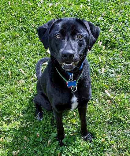 black lab border collie mix puppies