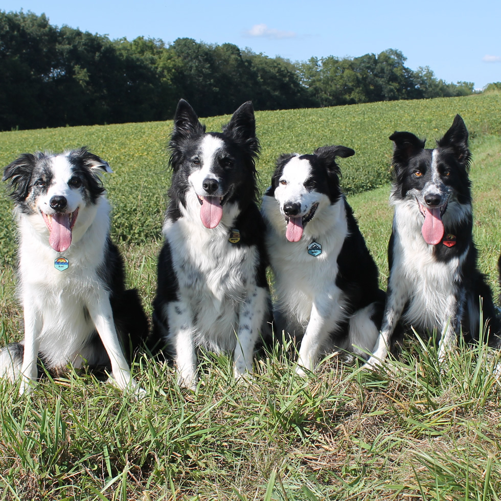 Border collie corgi mix best sale for adoption