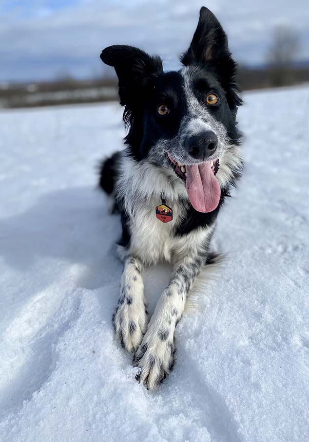 Rescue border collie near hot sale me