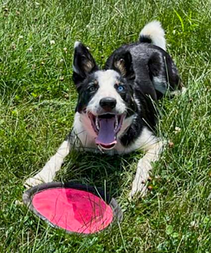 Blue Ridge Border Collie Rescue