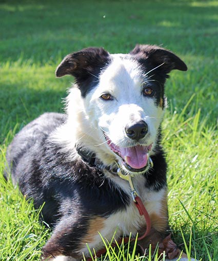 Blue Ridge Border Collie Rescue