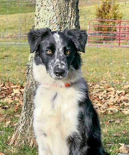Mona Blue Ridge Border Collie Rescue