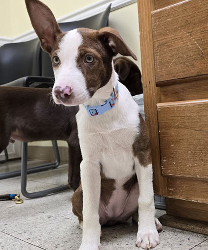 Dolly3