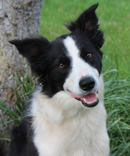 Blue Ridge Border Collie Rescue