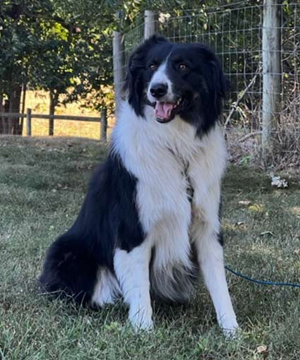 Blue Ridge Border Collie Rescue